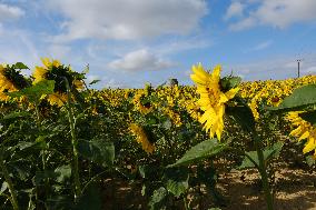 Sunflower Field - France