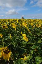 Sunflower Field - France