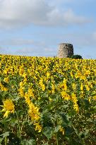 Sunflower Field - France