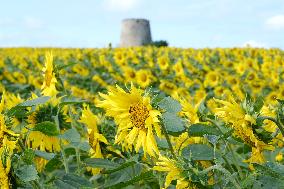 Sunflower Field - France