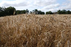 Illustration Wheat Field - France