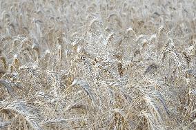 Illustration Wheat Field - France