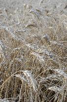 Illustration Wheat Field - France