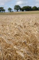 Illustration Wheat Field - France