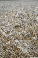 Illustration Wheat Field - France