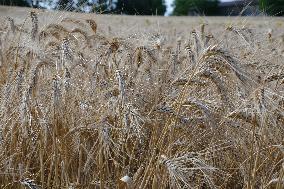 Illustration Wheat Field - France