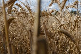 Illustration Wheat Field - France