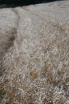 Illustration Wheat Field - France