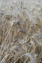 Illustration Wheat Field - France