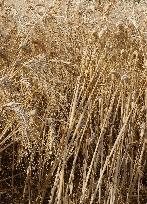 Illustration Wheat Field - France