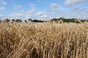 Illustration Wheat Field - France