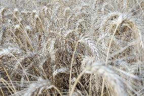 Illustration Wheat Field - France