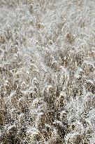 Illustration Wheat Field - France