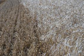 Illustration Wheat Field - France