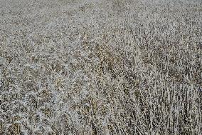 Illustration Wheat Field - France