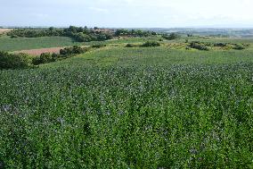 Illustration Alfalfa Field - France