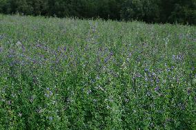 Illustration Alfalfa Field - France