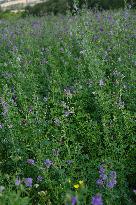 Illustration Alfalfa Field - France