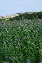 Illustration Alfalfa Field - France