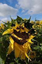 Sunflower Field - France