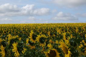 Sunflower Field - France