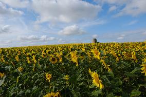 Sunflower Field - France