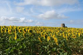 Sunflower Field - France