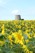 Sunflower Field - France