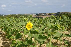 Sunflower Field - France