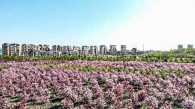 CHINA-XINJIANG-BOLE-TREE PLANTATION (CN)