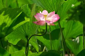 RUSSIA-VLADIVOSTOK-LOTUS