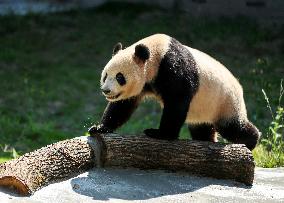 Giant Panda Lin Xi