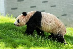 Giant Panda Lin Xi