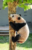 Giant Panda Lin Xi