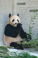 Giant Panda Lin Xi