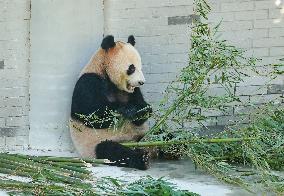 Giant Panda Lin Xi