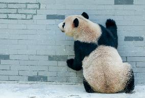 Giant Panda Lin Xi