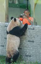 Giant Panda Lin Xi