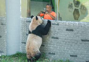 Giant Panda Lin Xi