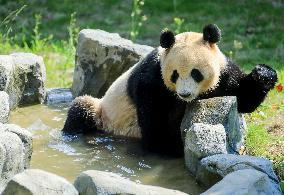 Giant Panda Lin Xi