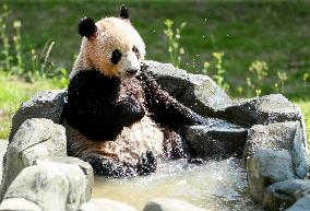 Giant Panda Lin Xi