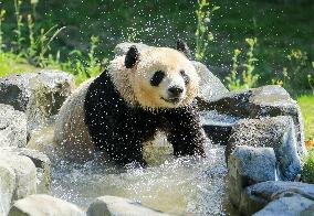 Giant Panda Lin Xi