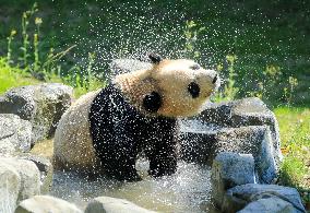 Giant Panda Lin Xi