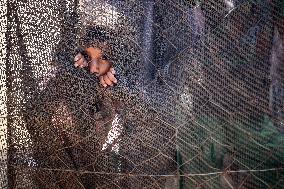 Palestinians Receive Food Rations Amid Conflict