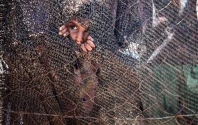 Palestinians Receive Food Rations Amid Conflict