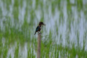 India Wildlife