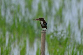 India Wildlife