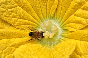 Honeybee Pollinating A Squash Flower In Toronto