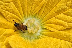 Honeybee Pollinating A Squash Flower In Toronto