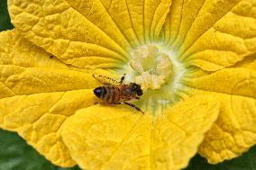 Honeybee Pollinating A Squash Flower In Toronto